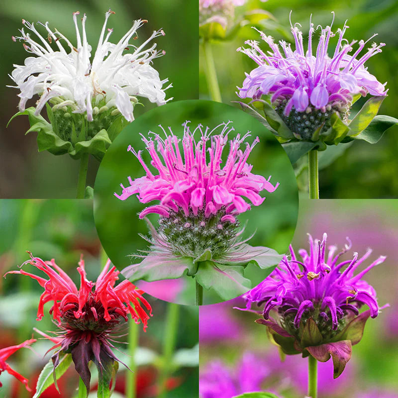 Mix Bergamot Flower Seeds for Planting, Heirloom, Non-GMO Seeds
