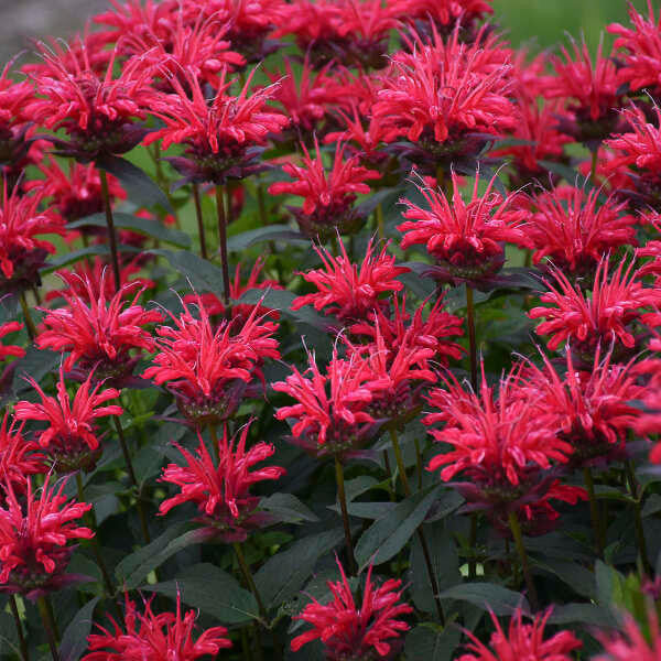 Red Bergamot Monarda Flower Seeds Heirloom & Non GMO seeds for Planting