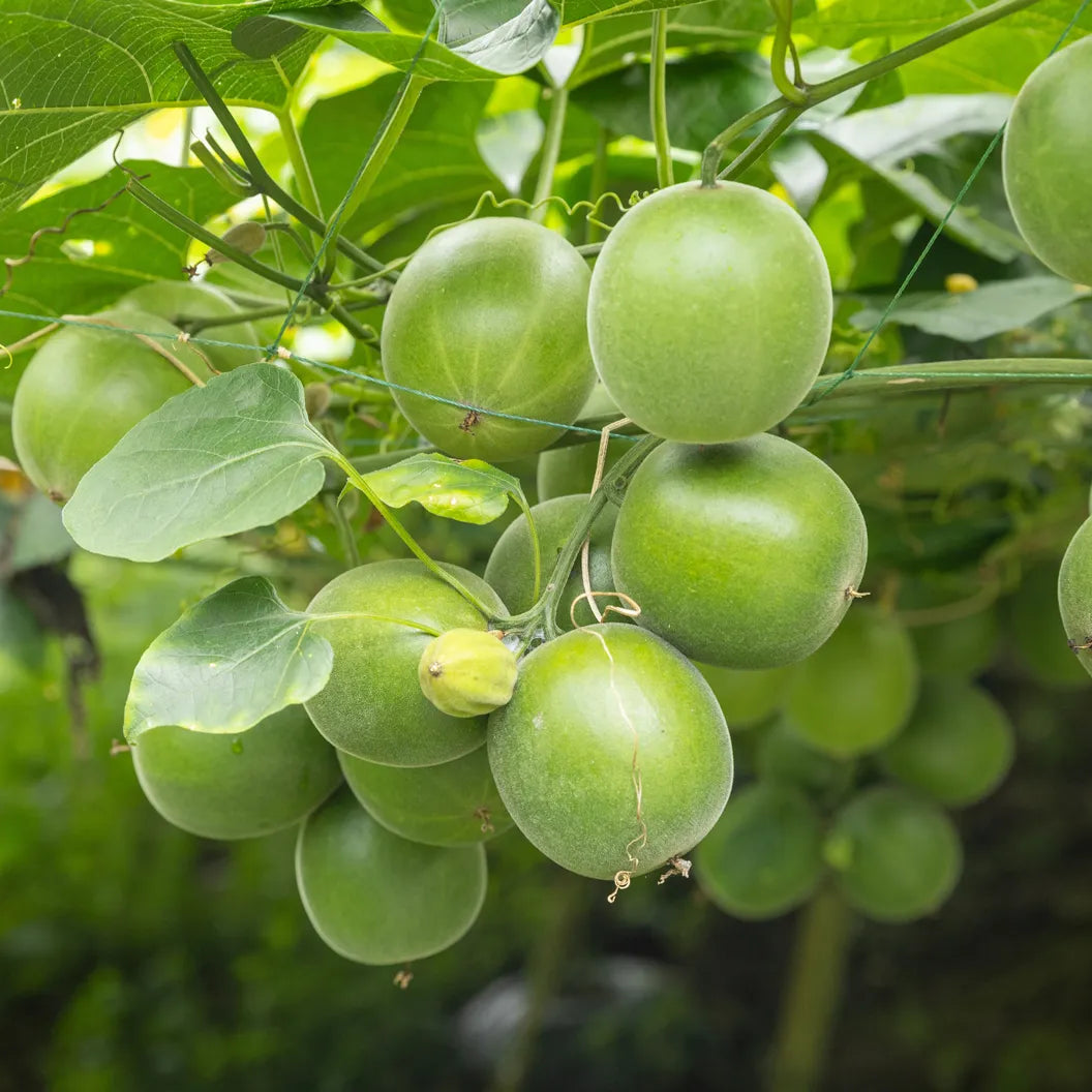 Monk Fruit (Luo Han Guo) seeds for planting in home gardens and trellises.