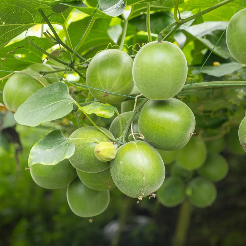 Monk Fruit (Luo Han Guo) seeds for planting in home gardens and trellises.