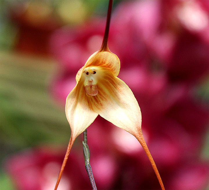Heirloom Non-GMO Monkey Orchid Flower Seeds for Planting – Rare Exotic Garden Blooms