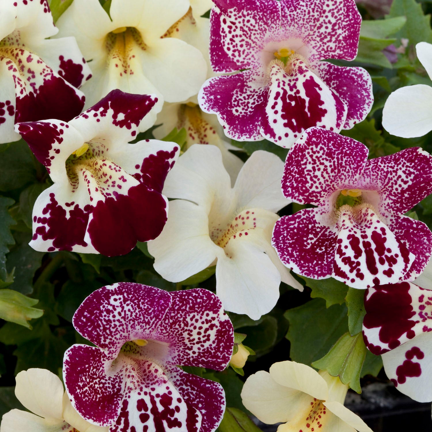 Monkeyflower Mix annual flowers with colorful blooms