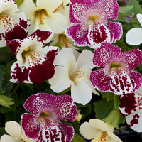 Monkeyflower Mix annual flowers with colorful blooms