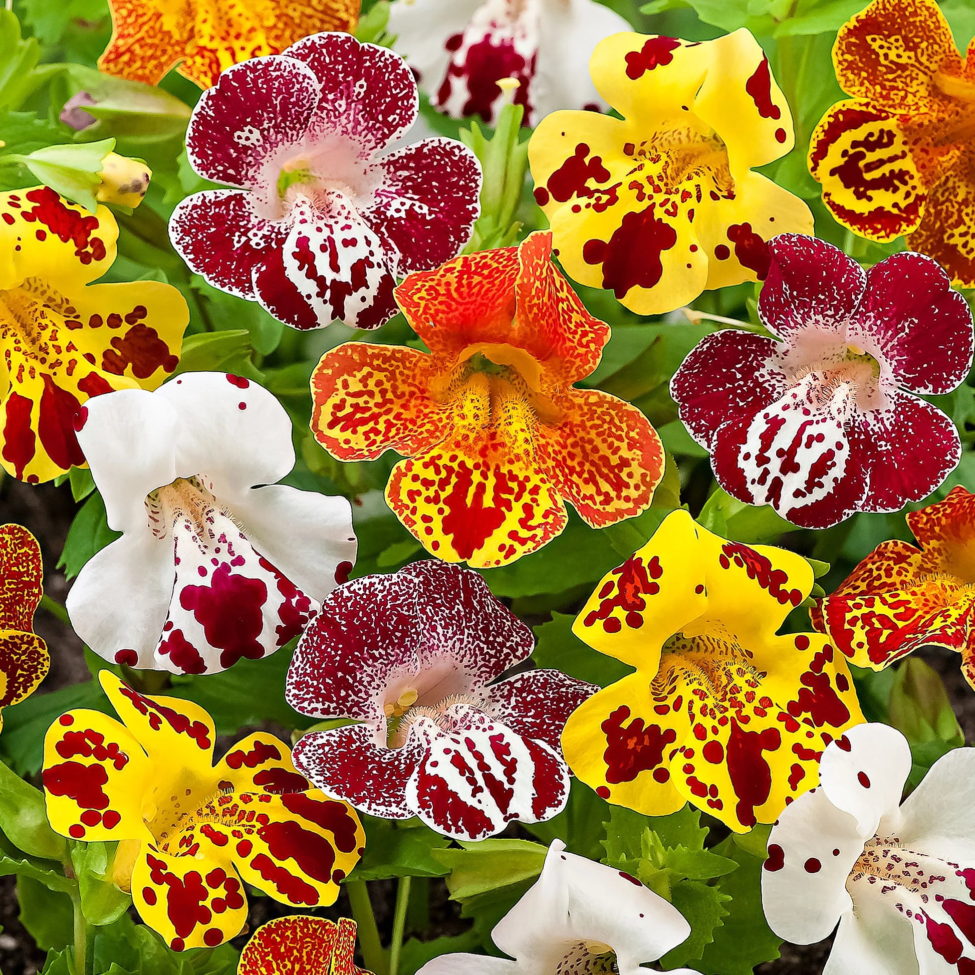 Monkeyflower Mix Mimulus seeds for garden planting
