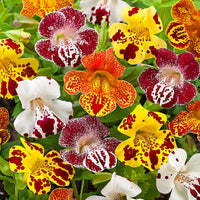Monkeyflower Mix Mimulus seeds for garden planting