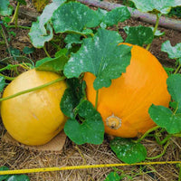 Montana Jack Pumpkin heirloom seeds for home garden planting