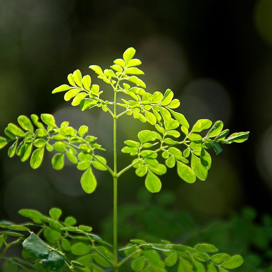 Moringa seeds for garden planting and outdoor growing.
