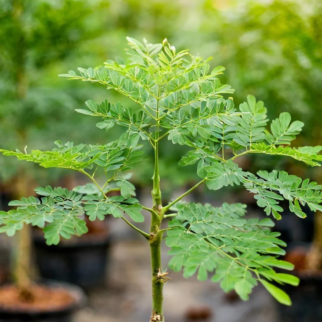 Young Moringa tree seedlings growing in a home garden.