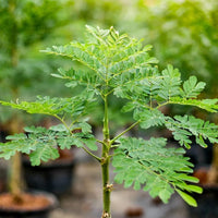 Young Moringa tree seedlings growing in a home garden.