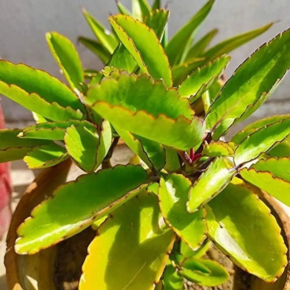 Mother of Thousands ornamental plant seeds for patios, raised beds, and succulent collections.