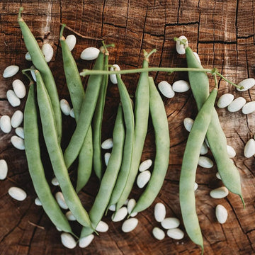Mountaineer White Half-Runner Bean heirloom seeds for home garden planting