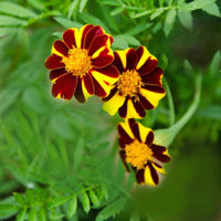 Heirloom Marigold Mr. Majestic Flower Seeds, Non-GMO Striped Blooms for Vibrant Garden Planting for planting in home garden