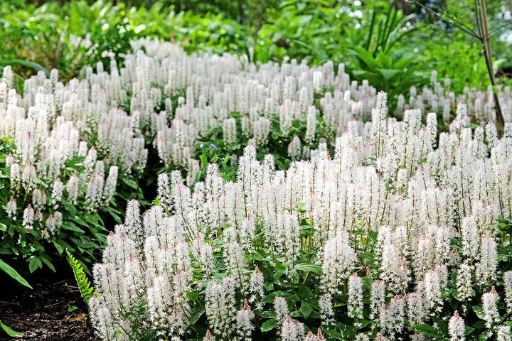 Heirloom Non-GMO Foam Flower Seeds for Planting – Shade-Loving Perennial Garden Blooms