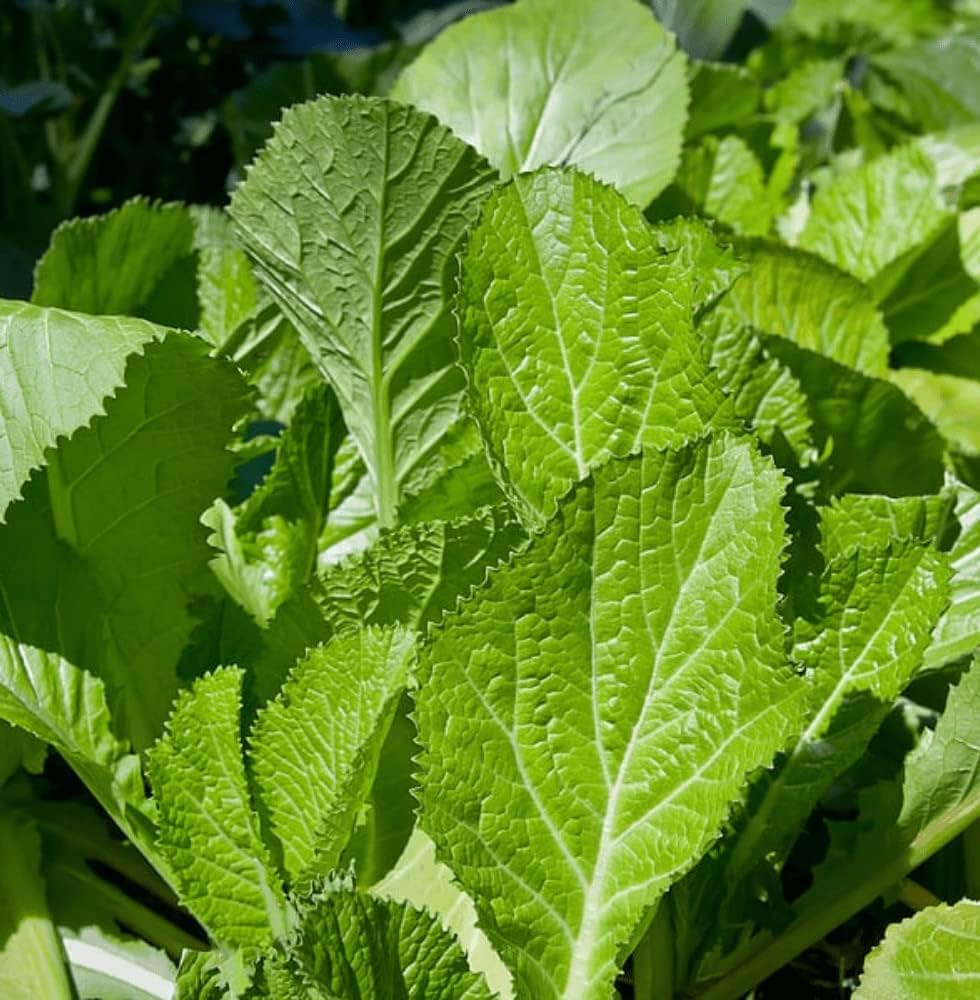 Mustard Green seeds for home vegetable garden planting