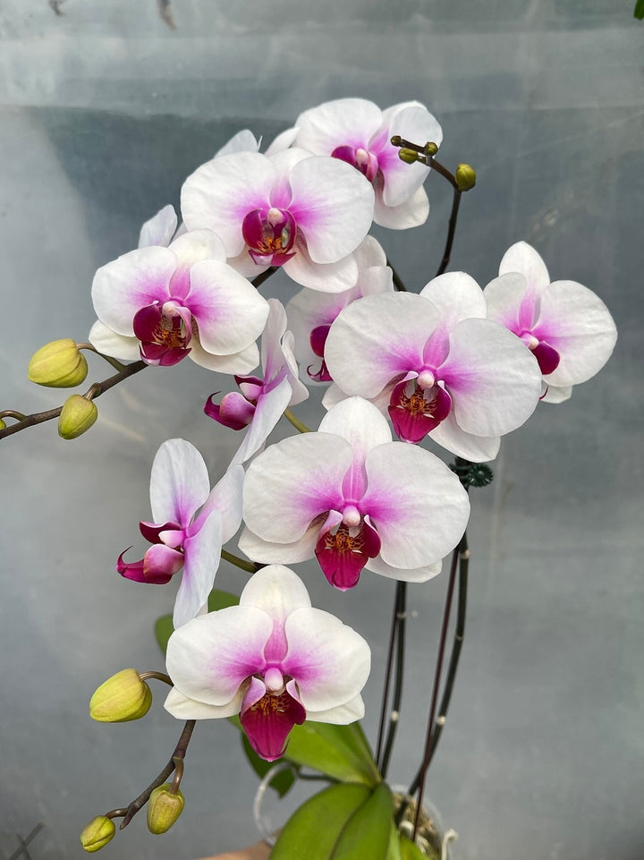 Yellow White Phalaenopsis Orchid Flower Seeds – Heirloom, Non-GMO Seeds for Planting