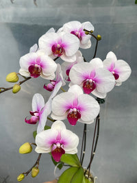 Yellow White Phalaenopsis Orchid Flower Seeds – Heirloom, Non-GMO Seeds for Planting