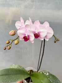 Yellow White Phalaenopsis Orchid Flower Seeds ƒ?? Heirloom, Non-GMO Seeds for Planting