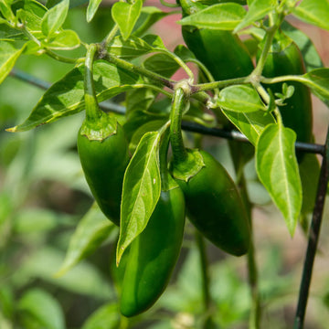 Nadapeno Jalapeño Pepper seeds for home garden planting