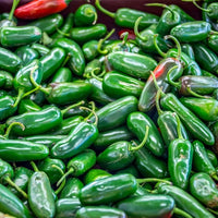 Nadapeno Jalapeño Pepper Seeds for Home Garden Planting | Heirloom Non-GMO