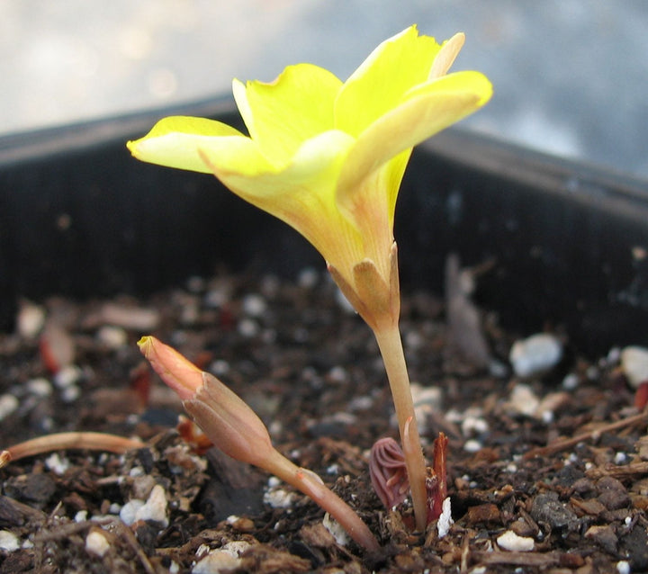 African Oxalis Flower Seeds – Heirloom, Non-GMO Seeds for Planting Vibrant Blooms
