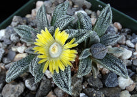 Green Nananthus Margaritiferus Plant Seeds for Planting - 100 pcs
