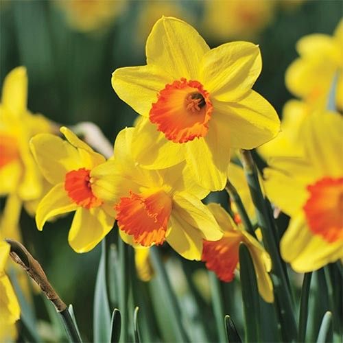 Daffodil Bulbs for Planting – Narcissus Spring Flower Bulbs for Garden Beds, Borders & Landscapes