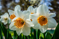 Narcissus Tazetta Flower Seed for Planting 100 pcs - Tazetta for planting in home garden