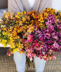 Heirloom Non-GMO Alstroemeria Flower Seeds for Planting – Colorful Peruvian Lily Garden Blooms - Non-GMO for planting in home garden