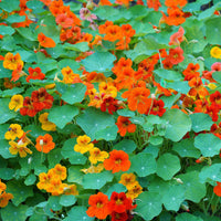 Mixed climbing nasturtium flower seeds for colorful garden vines.