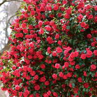 Camellia Burgundy Flower Seeds for Planting - 100 pcs