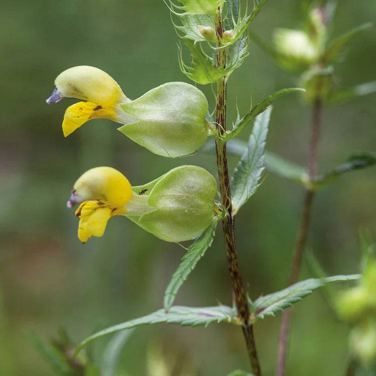 Yellow Rattle Flower Seeds for Planting