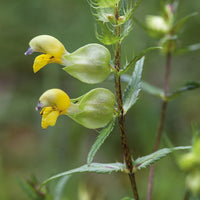 Yellow Rattle Flower Seeds for Planting