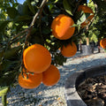 Navel Orange fruit tree seeds for growing evergreen citrus plants