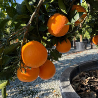 Navel Orange fruit tree seeds for growing evergreen citrus plants