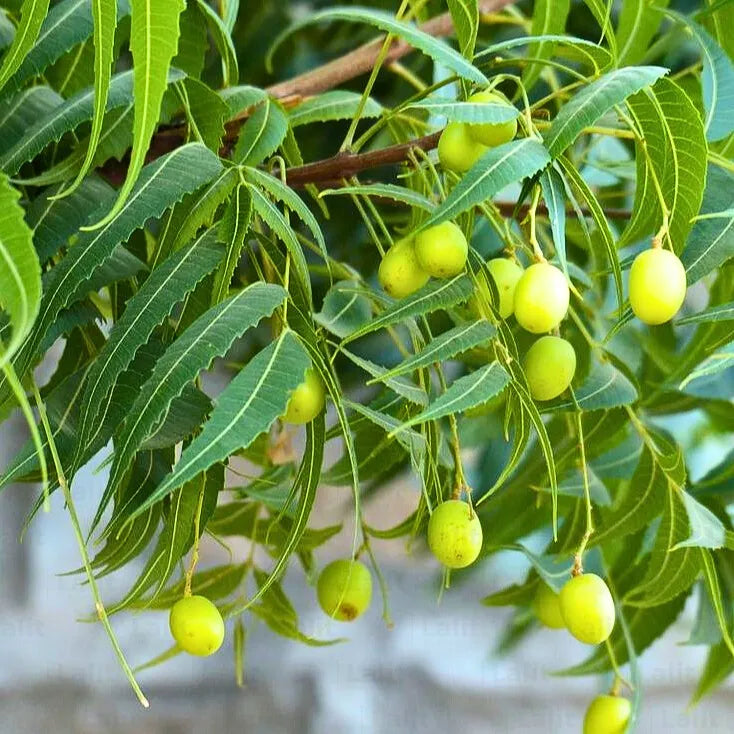 Heirloom neem tree seeds for planting in home gardens.
