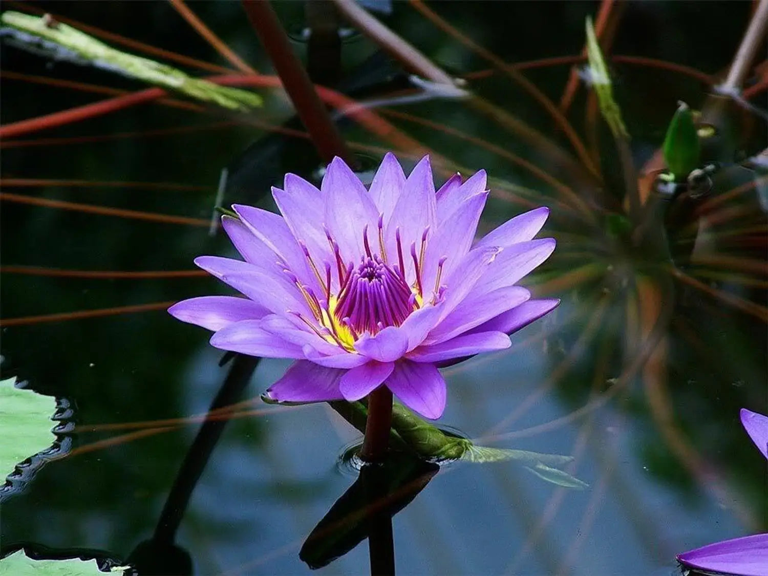 Nelumbo nucifera Purple Lotus seeds for ornamental water gardens and landscape features.