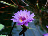 Nelumbo nucifera Purple Lotus seeds for ornamental water gardens and landscape features.