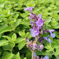 Heirloom Non-GMO Persian Catmint Flower Seeds for Planting – Fragrant Ornamental Flower Seeds
