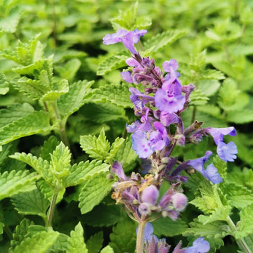 Heirloom Non-GMO Persian Catmint Flower Seeds for Planting – Fragrant Ornamental Flower Seeds