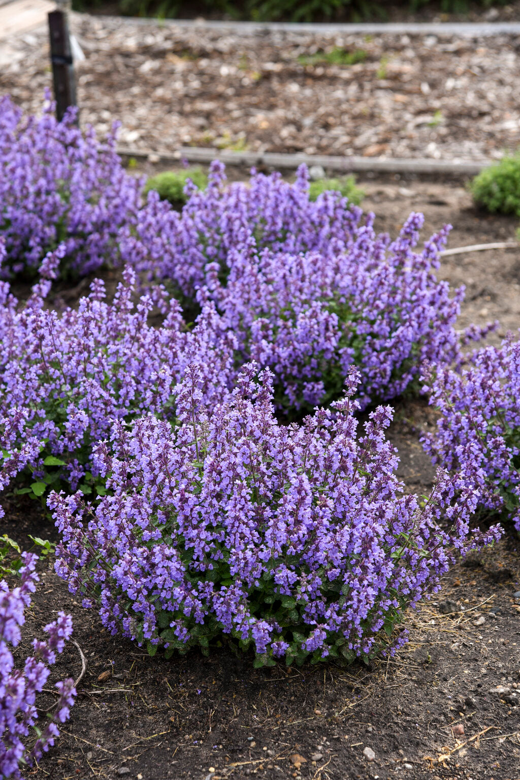 Heirloom Non-GMO Persian Catmint Flower Seeds for Planting – Fragrant Ornamental Flower Seeds