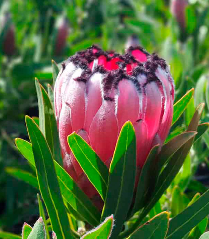 Protea Flower Planting Seeds for Garden NON GMO Seeds