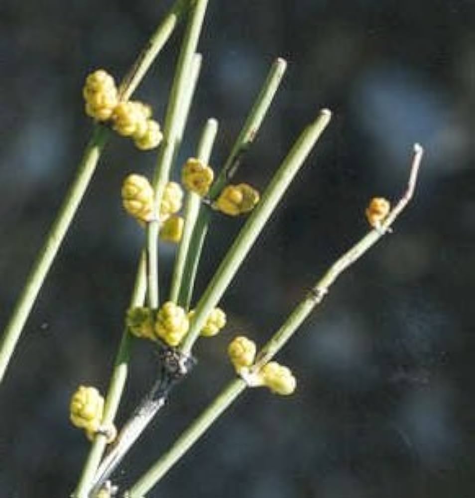 Nevada Mormon Tea (Ephedra nevadensis) seeds for planting in rock gardens.