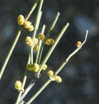Nevada Mormon Tea (Ephedra nevadensis) seeds for planting in rock gardens.