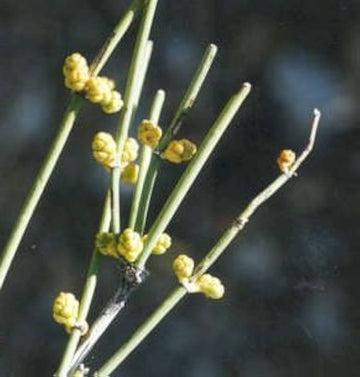 Nevada Mormon Tea (Ephedra nevadensis) seeds for planting in rock gardens.