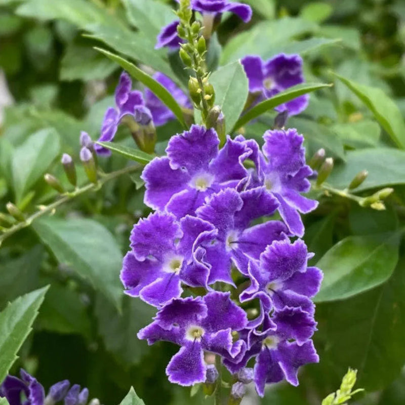Duranta Erecta Flower Seeds – Heirloom Non-GMO Seeds for Ornamental and Hedge Garden Planting