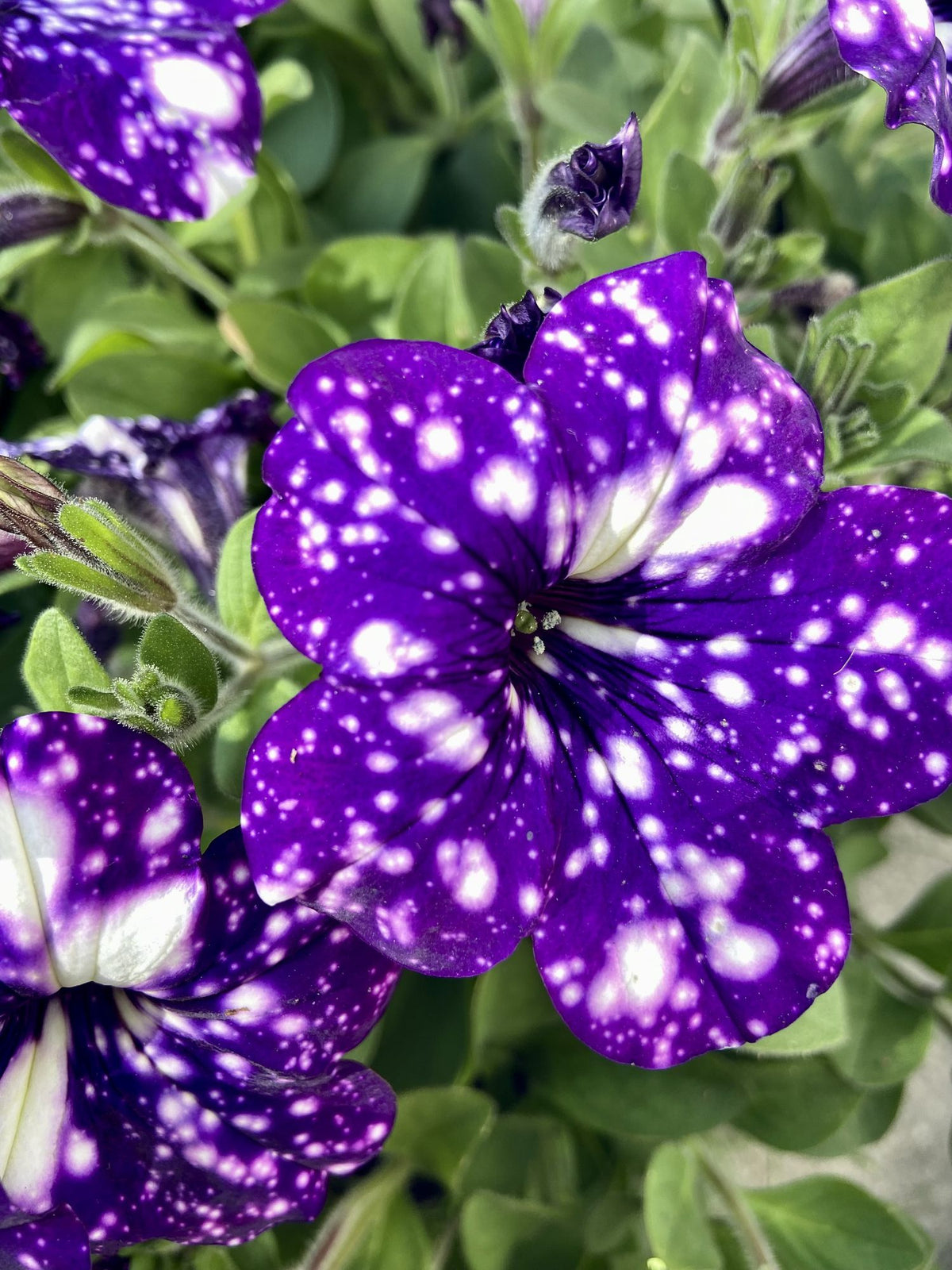 Tacoli Bonsai Petunia Flower Seeds for Planting - Heirloom, NON-GMO Seeds - Easy to Grow Blooms