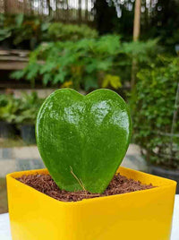 Heirloom Non-GMO Green Hoya Kerrii Flower Seeds for Garden Planting ƒ?? Heart-Shaped Blooms
