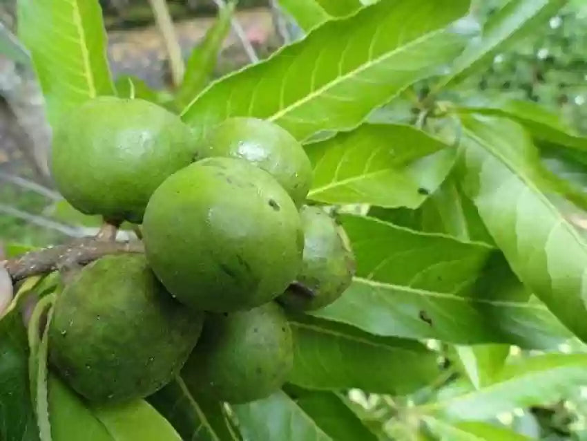 Heirloom Rudraksha Sacred Tree Seeds â€“ Nonâ€‘GMO Spiritual Garden Seeds for planting in home garden