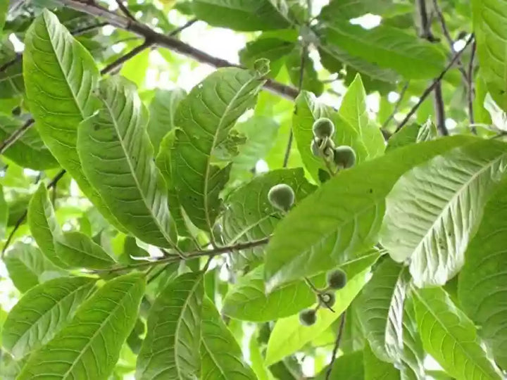 Heirloom Rudraksha Sacred Tree Seeds â€“ Nonâ€‘GMO Spiritual Garden Seeds