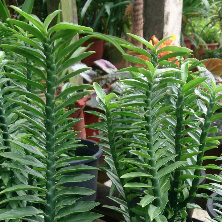 Green Pedilanthus Planting Seeds for Garden NON GMO Seeds